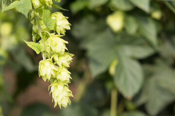 A branch of green hops. Green hop field