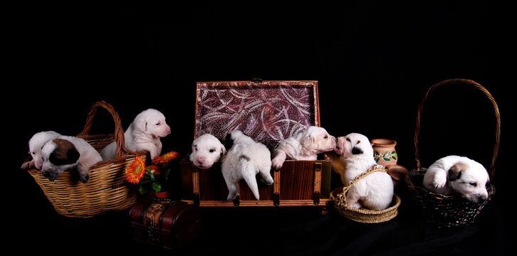 Muchos perros juntos. Camada de 8 cachorros adorables juntos en foto de estudio. Bodeg&oacute;n con perritos.