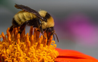 A Bumblebee Gathering Pollen on a Orange Flower