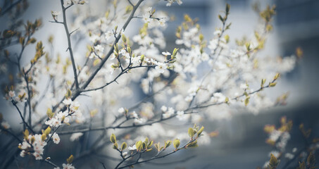White flowers of cherry.