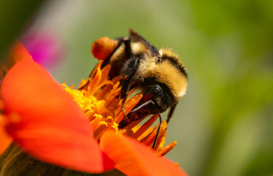 A Bumblebee Gathering Pollen on a Orange Flower