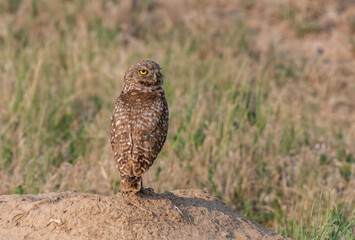 A Burrowing Owl Standing Watch Over its Den