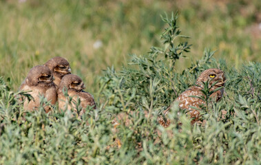 Baby Owlets Staring at Mom