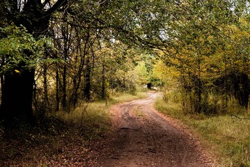 Fototapeta premium Camino de campo