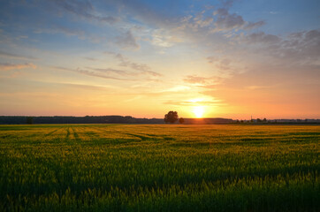 Fototapeta na wymiar Sunset over the field in Gassy, Poland