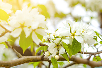 Tender Crab apple white flowers, Malus Baccata, under sunlight at spring blooming season
