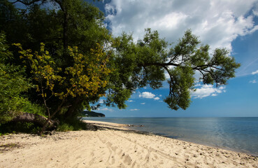 Horizontally tree over the beach, sunny day, view on Baltic Sea