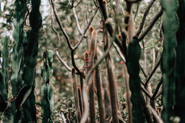 Conjunto de cactus tropicales. Paisaje de cactus variados.
