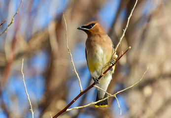 A Striking Cedar Waxwing Perched on a Branch in the Winter Morning Light
