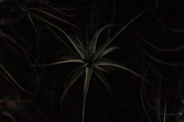 Hojas de cactus. Abstracto. Textura simétrica. Planta tropical.