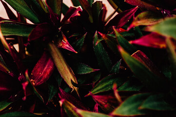 Hojas de planta tropical. Hojas de colores. 