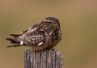 A Cute Common Nighthawk Perched on a Fence Post on the Plains