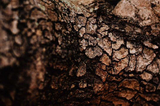 Textura de tronco de &aacute;rbol. Corteza de madera. &Aacute;rbol con grietas.