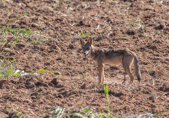 A Coyote Strolling in a Field in Oklahoma