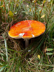Orange Red mushroom in the Forest