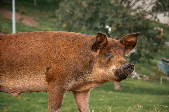 Closeup Shot Of A Duroc Pig On A D