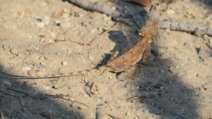 Light Brown Ground Agama, small reptile, Gecko on light brown rocks and leaves, with shadows on the ground, showing great camouflage.