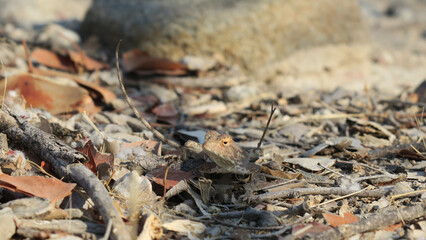 Light Brown Ground Agama, small reptile, Gecko on light brown rocks and leaves, with shadows on the ground, showing great camouflage.