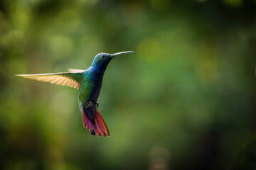 Black-throated Mango
