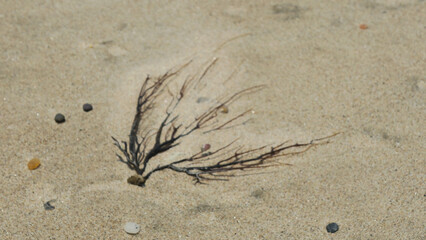 Dry brown seaweed standing in the light brown desert sand