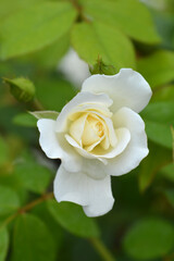 Iceberg rose