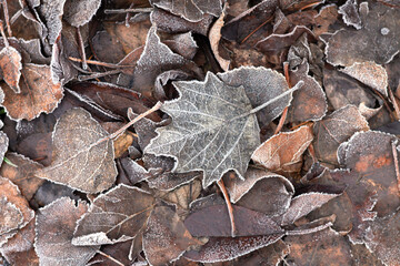 Frosty leaves and autumn texture background. Cold weather concept