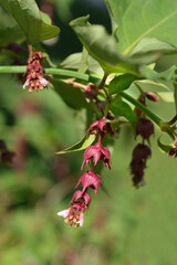Himalayan honeysuckle