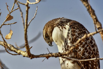 A Beautiful Red-tailed Hawk Profile