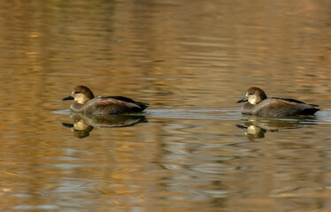 A Pair of  Male Gadwall Duck Swimming 