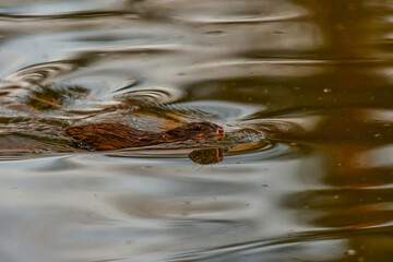 A Muskrat Swimming through the Water on a Summer Morning in a Marshland