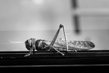 Saltamontes en mi ventana