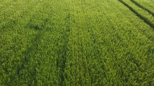 green wheat grass field waves 