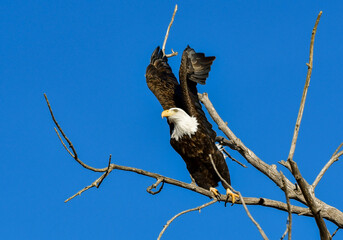 A Bald Eagle Launching into Flight