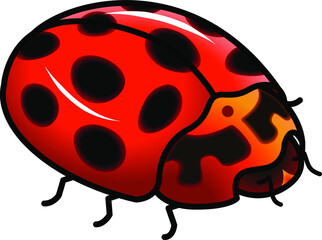 A shiny red ladybug / ladybird.