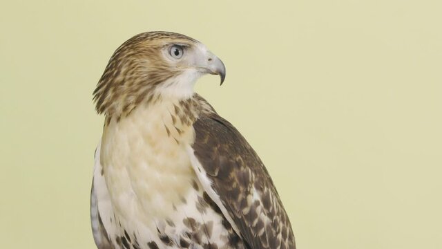 Juvenal red tailed hawk