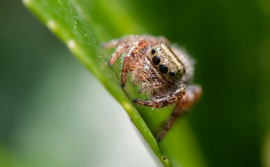 An adorable Tan Jumping Spider Posing in a Bush