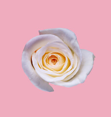 Abstract flower. white rose on pink background - Valentines, Mothers day, anniversary, condolence card. Beautiful rose. close up roses . panorama	