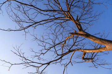 Tree Bare Branches on a pale blue sky background copy space