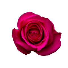 Abstract flower. red rose on white background - Valentines, Mothers day, anniversary, condolence card. Beautiful rose. close up roses . panorama	