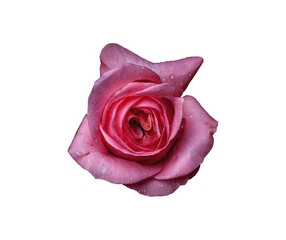 Abstract flower. pink rose on white background - Valentines, Mothers day, anniversary, condolence card. Beautiful rose. close up roses . panorama	