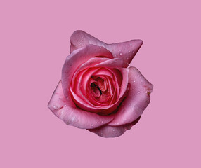 Abstract flower. pink rose on pink background - Valentines, Mothers day, anniversary, condolence card. Beautiful rose. close up roses . panorama	