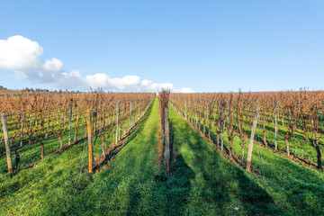 Fototapeta na wymiar vineyard in winter time