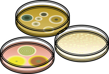 Three petri dishes with mould/mold growing on them.