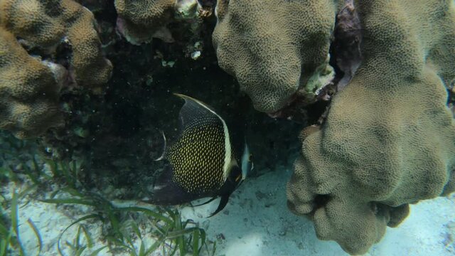 French angel fish in Mahahual reef - Mexico 4K