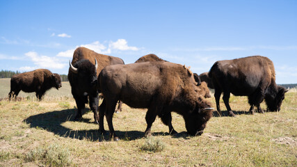bison in Yellowstone national park
