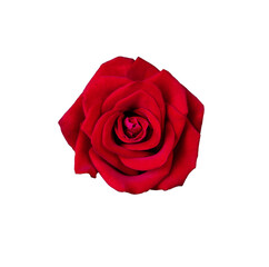Abstract flower. red rose on white background - Valentines, Mothers day, anniversary, condolence card. Beautiful rose. close up roses . panorama	