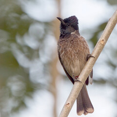Red-vented Bulbul (Pycnonotus cafer) perched on a twig, Kitulgala, Sri Lanka.