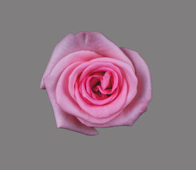 Abstract flower. pink rose on grey ebackground - Valentines, Mothers day, anniversary, condolence card. Beautiful rose. close up roses . panorama	