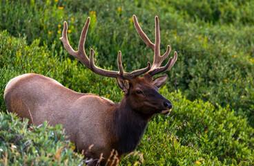 Naklejka na ściany i meble A Large Bull Elk Roaming the Mountainside of the Rocky Mountains