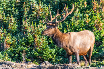 Naklejka na ściany i meble A Large Bull Elk on a Sunny Morning on the Mountains of Colorado